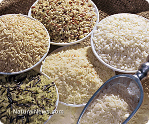 Organic rice farmer in India yields over 22 tons of crop on only two acres, proving the fraud of GMOs and Big Ag