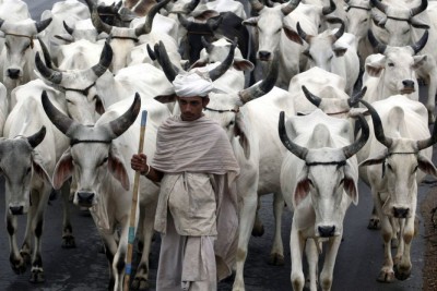 Comparison of Indigenous or Traditional or Desi Cows Milk Yield